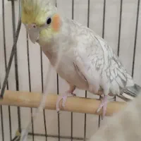 عروس هلندی نر و ماده و یه لوتینو سخنگو