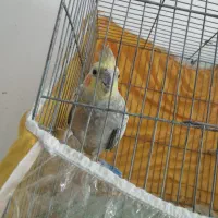 عروس هلندی