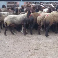 ۲۸راس گوسفند جوان قوچ خورده درجه یک برای داشتی