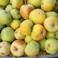 سیب درختی سبز