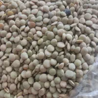 عدس محلی زود پز پوسته نمیشه خوش طعم