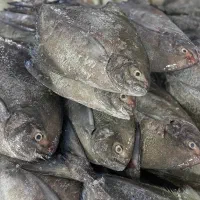 خرید نقدی ماهی