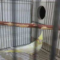 عروس سرلاکی وتازه دونخوروکوتوله