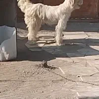 سگ پاگوتا ماده ۱ساله