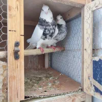 کفتر طوقی الماسی دوکت پشدار