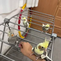 جوجه عروس هلندی