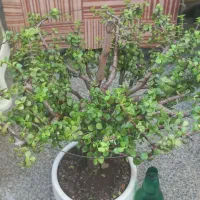 بنسای خرفه ای