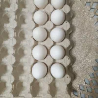 تخم مرغ گلین ‌اصل نطفه دار