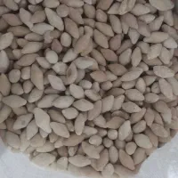 قروت گوسفندی