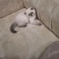 گربه نر