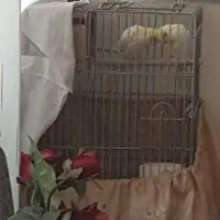 عروس هلندی