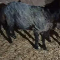 بره نر