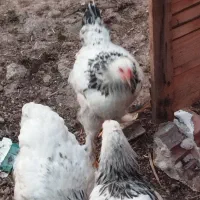 فروش مرغ و خروس امپراطور