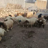 ۵۰عدد بره وزن کیلو جفتی60تا67