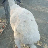بره نرسالم وسرحال فروشی قیمث۱۸ ملیون