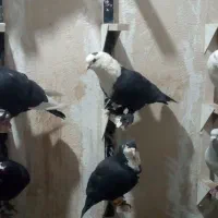 کبوتر خشگل