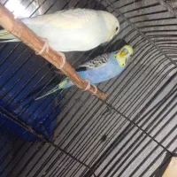 مرغ عشق
