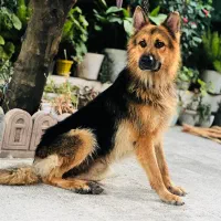 سگ نگهبان  ژرمن شولاین اصیل