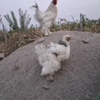 مرغ وخروس برهما