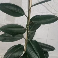 فروش گل و گیاه زینتی تنوع بی نظیر