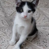واگذاری 4بچه گربه همراه مادرش