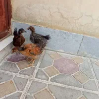 جوجه