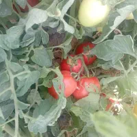 گوجه