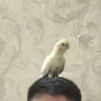 عروس هلندی گمشده مژدگانی