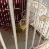 طوطی‌گیرینچیک