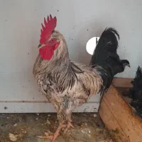 خروس با مرغ