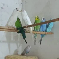 مرغ عشق‌ سالم وسرحال