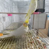 جفت عروس مولد لوتینو نر رام دستی