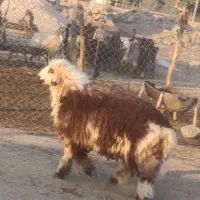 فروش بره