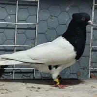 9تا کله چشم نوک سفید باهم