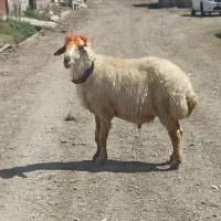 قوچ داشتی جوان