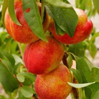 باغ زن و شوهر استانبول بلیط رایگان