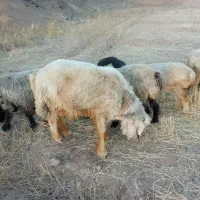 تعداد۸عدد بز  ویک قوچ ویک دوبر