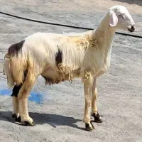 بره قوچ پلنگی خال سیاه