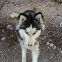 سگ هاسکی یک ساله ماده