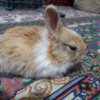 بچه خرگوش مینیاتوری