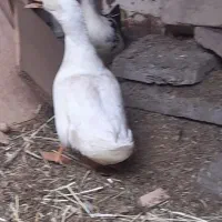 مرغابی ۲ عدد معاوضه با مرغ و جوجه