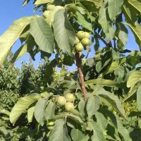 خریدارگردو