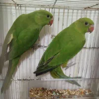 ملنگو