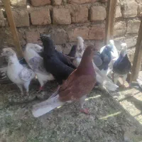 کبوتر پرشی غریبگیری