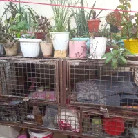 قفس بزرگ پرنده