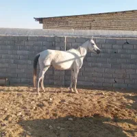 اسب مادیان