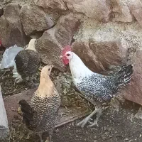 ۲ مرغ و یک خروس از نژاد براکل اصیل،فول کیفیت