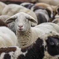 دام برای عروسی تولد عقیقه گوشت خونه کربلایی