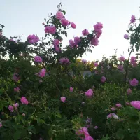 گل محمدی تازع و خوش بوومعطر