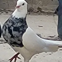 کبوترهاتو چک کن